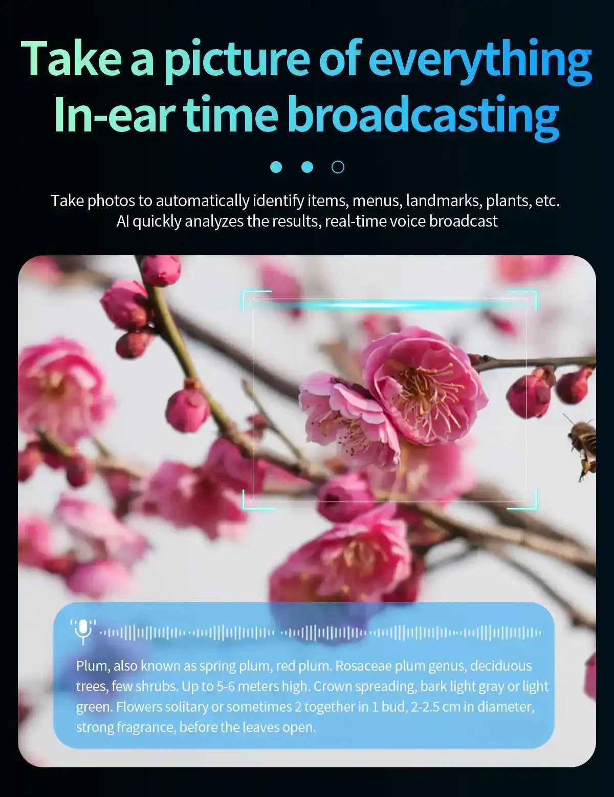 Close-up of pink plum blossoms with AI smart glasses interface for picture identification, TUTT